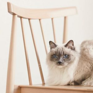 Silla smile nordica andreu world